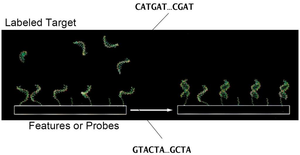 Measuring cdna: Microarrays Use hybridization to measure abundance of mrna transcripts Fix probes to a solid