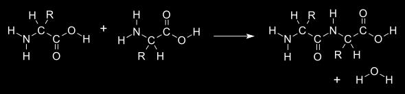 1 aminoacid.