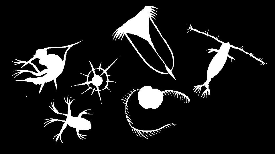 northern pacific plankton Plankton include both plant-like organisms (phytoplankton) and animals (zooplankton). Phytoplankton are typically single-celled organisms.