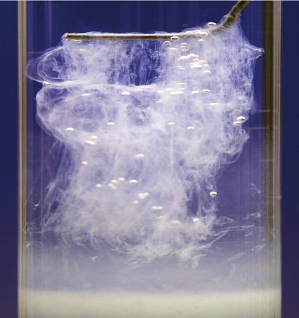 We stop DNA breakdown by placing in ice for 5 mins. We chop up the cell walls and release more DNA by using a blender.