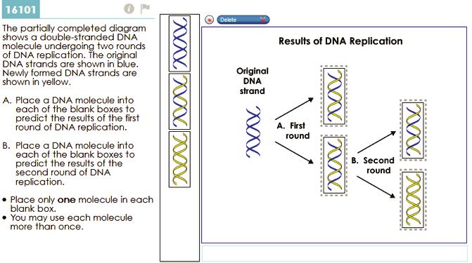 Sample Response: 2 points Notes on Scoring This response earns full credit (2 points) because it selected the blue and yellow DNA to illustrate what happens after the first round of replication.