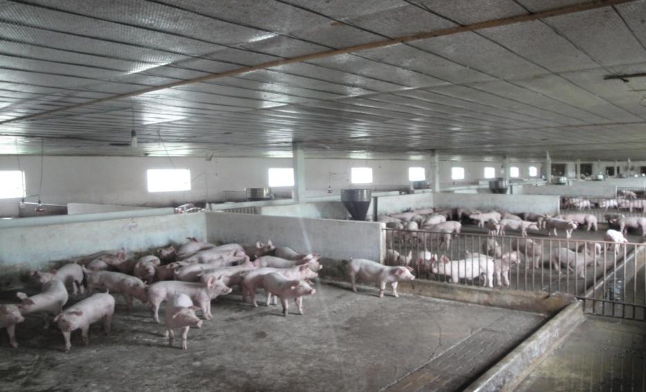 about 55% 18,6% of pig herd is reared in