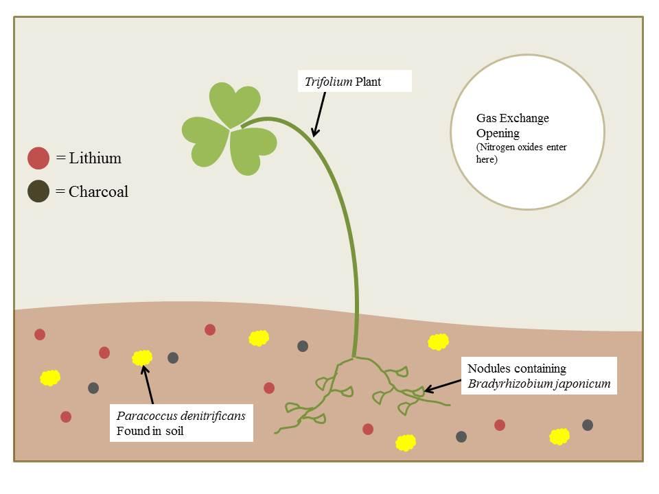 12 The limitations of the current design include the fact that the growth and survival of the Trifolium and the fact that the proliferation of the bacteria living within it and within the soil must