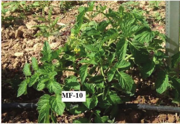 In similr experiment, tomto seeds were exposed to full-wve rectified sinusoidl nonuniform mgnetic fields (MFs) induced y n electromgnet t 100 mt (rms) for 10 min nd t 170 mt (rms) for 3 min.