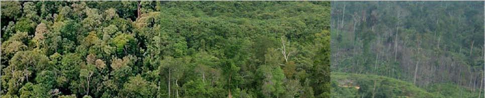 Natural Forest Concession Ecosystem Restoration
