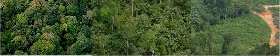 role in bringing deforestation and degradation under