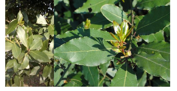 tr Volume 11 Issue 1 BioSciences RRBS, 11(1), 2016 [005-009] ABSTRACT Some growth (height, stem diameters and crown diameter) and leaf characteristics (size, number and weight) of Bay laurel (Laurus