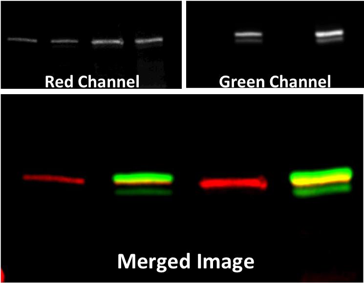 PLAN Plan your experiment and choose your detection method Chemiluminescent Western Blotting The most common method for Western blot detection is chemiluminescence.