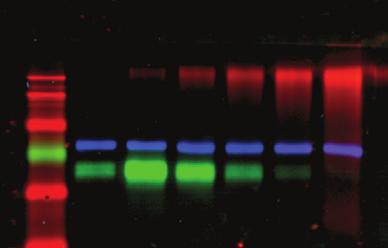 Chemi Blot Blocking Buffer (75818-198) works best for chemiluminescent Western blots. Need help getting started with fluorescent Western blotting? Check out the demo kit, page 8.