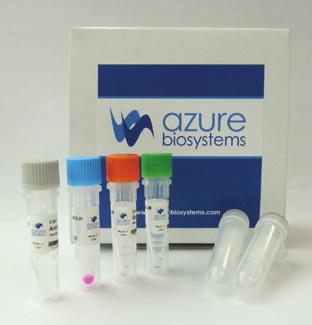 LABELING KITS AzureSpectra Labeling Kits Label your primary or secondary antibody with a fluorescent dye 7 Perform multiplexing assays quickly and easily + Prepare Antibody All 3 channels Beta actin