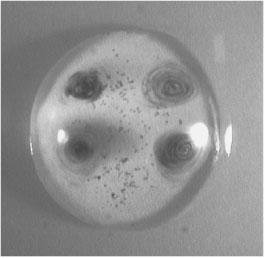 1mm Point1 Point2 Fig. 3. Observation results of liquid streaming in 80 wt % glycerol/water droplet, which is placed at center of propagation path.