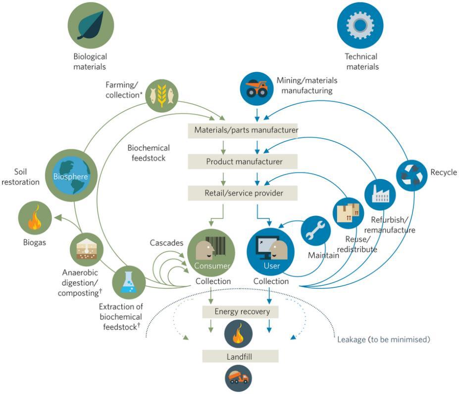 The circular economy butterfly diagram (contd.) The main reason for focusing on the technical materials in this module is that the role of procurement is more explicit with technical materials.