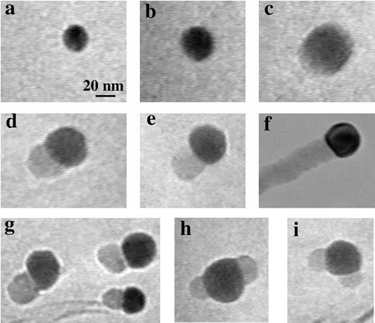 Vapor-Liquid-Solid Nanowire Growth metal catalysts alloy liquid vapor nanowire 800 deg.
