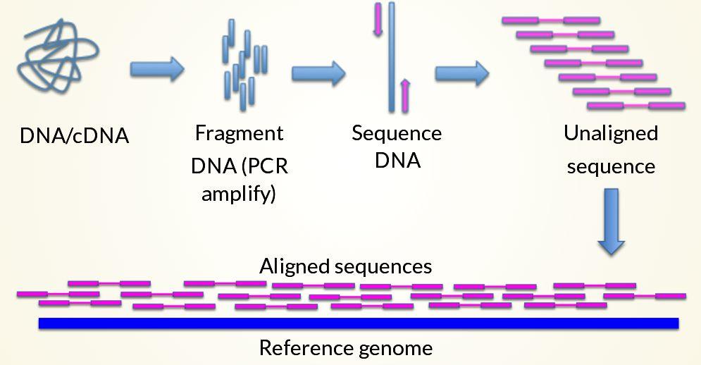 Why do we need to know about reference genomes? Allows for genes and genomic features to be evaluated in their genomic context.