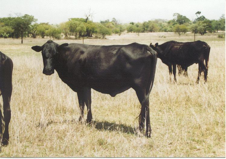 Genetic improvement of indigenous cattle breeds in Zimbabwe: A case study of the Mashona Group Breeding Scheme Carroll T.