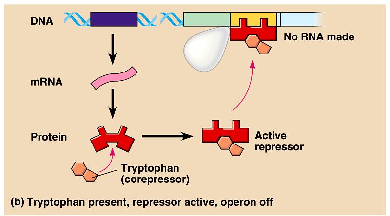 Tryptophan operon When tryptophan is present Don t need to make