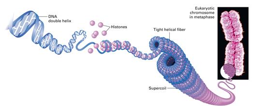Nucleosomes 8 histone molecules Beads on a string 1 st level of DNA packing histone proteins 8