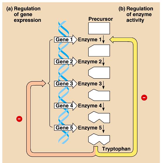 Different way to Regulate Metabolism Gene regulation instead of blocking enzyme function, block transcription of genes for all enzymes in