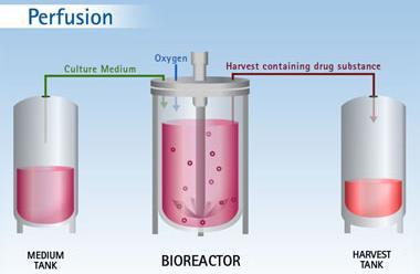 Perfusion Systems + Potential to accomplish higher cell concentration + Avoid the accumulation of unwanted by-products through exchange of medium + Low footprint and high volumetric rates