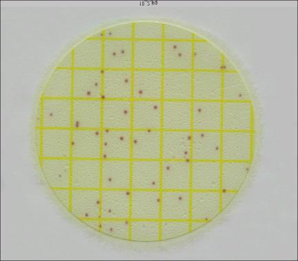 gelling agent is allowed to solidify after inoculation, and the plate is then incubated for 28 + 2 hours at 35 + 1 C or 37 + 1 C. Red-violet colonies on the plate are Listeria (see Figure 1).