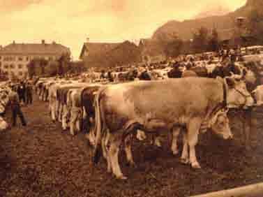 Even in the year it was founded, 1906, the association was very much concerned about the sale of cattle which was why the association held its own market in Rotholz.