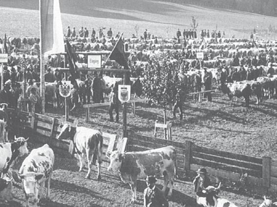 As well as the construction of the main stall (Stall I), with 200 stands, the auction hall was rebuilt and extended.