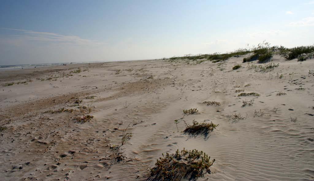 THE LAND-SEA ECOTONE One of the most dynamic and severe abiotic