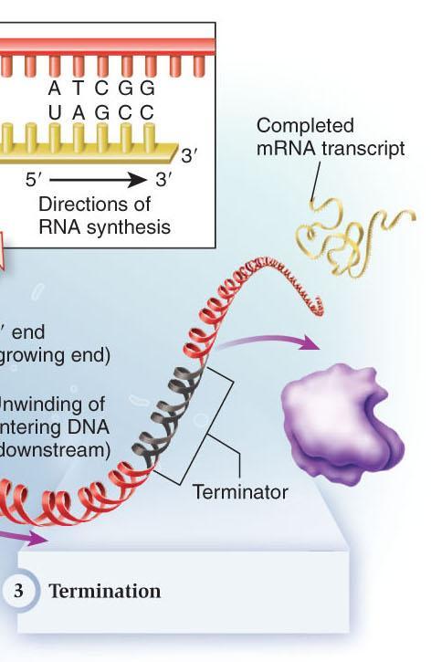 3. Termination RNA polymerase reaches termination sequence