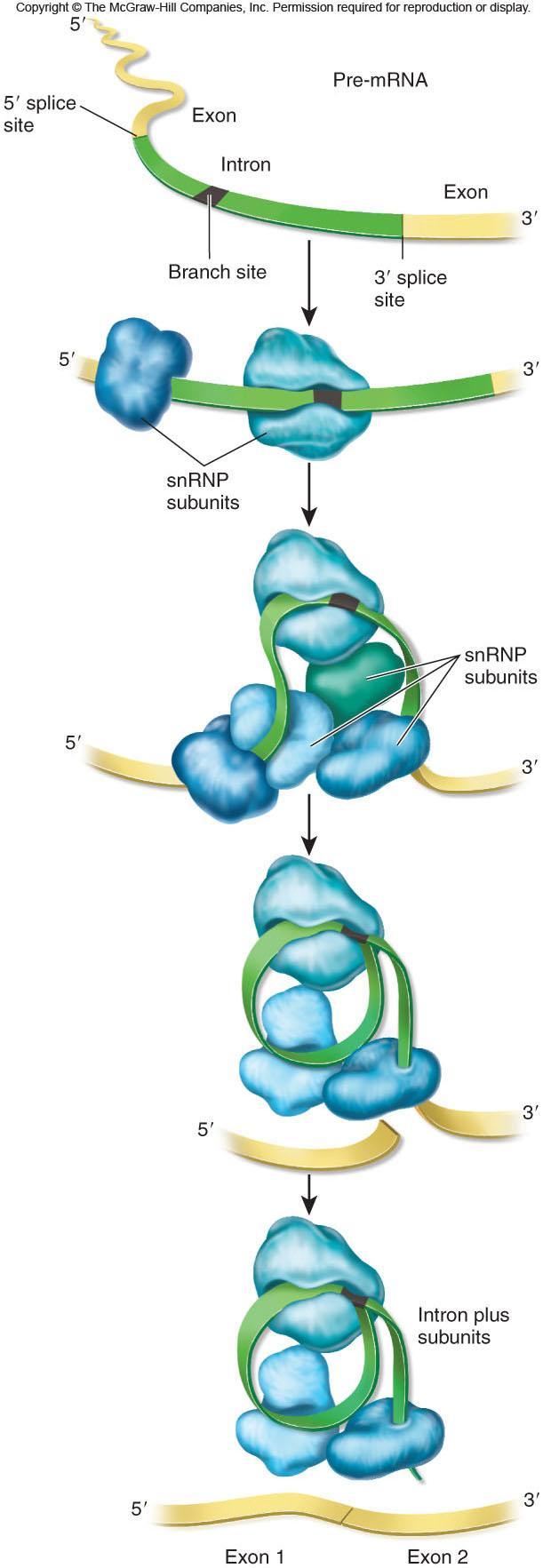 Intron RNA is defined by particular sequences within the intron and at the intron-exon boundaries 5 splice site, branch site, 3 splice site Spliceosome subunits recognize intron sequences Binding