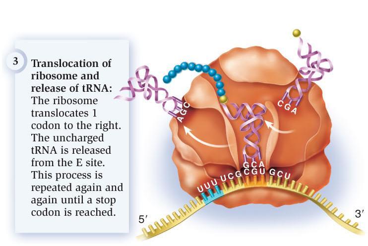 3. Movement or translocation of the ribosome toward the 3 end of the mrna by one codon Shifts trnas at the