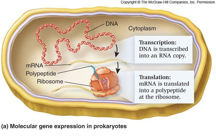 Central dogma Transcription Produces an RNA copy or transcript of a gene Structural genes