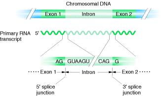 Conserved splice sites are shared by both the exon and the intron.