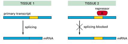 Different splice patterns from the same hnrna sequence.