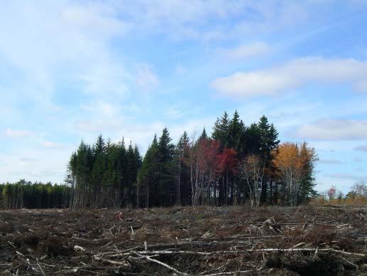 Findings Northern Pulp Nova Scotia Corporation 2016 SFI Surveillance/Certificate Upgrade Audit Page 4 Evidence of Conformity with the SFI 2015-2019 Forest Management and Fibre Sourcing Standards