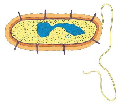 There are two layers of lipids, one on the outside of the cell and one on the inside.