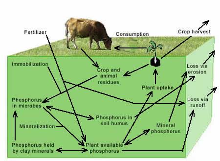 The Phosphorus Cycle http://attra.ncat.org/attra-pub/nutrientcycling.html#phosphorus_cycle.