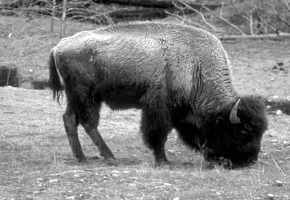 Name: Date: Class : Bison: A Keystone Species LESSON 4 WORKSHEET Bison were an important part of the prairie ecosystem and a central food source for many Plains Indians.