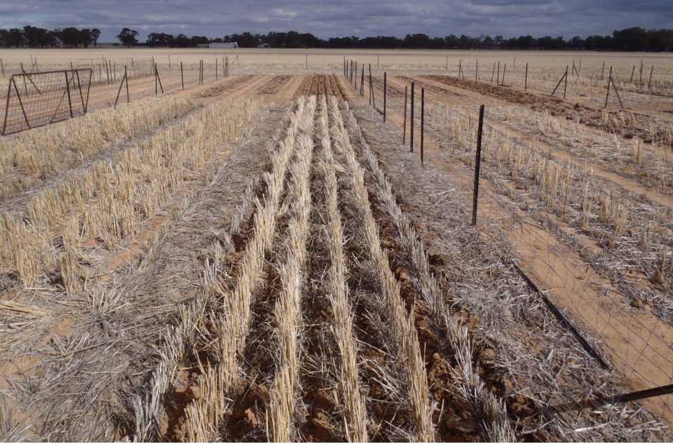 FarmLink & CSIRO Temora Stubble site 2013 nil graze, nil burn 1 5