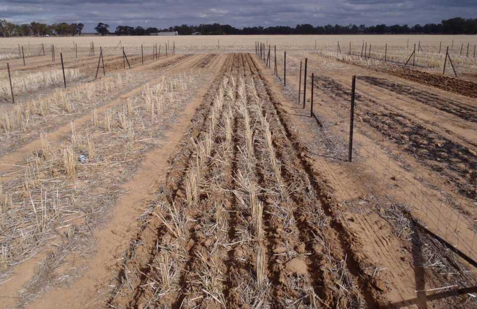 FarmLink & CSIRO Temora Stubble site 2013 stubble graze, nil burn 1 6