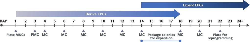 Page 3 Experimental Timeline FIGURE 1. Timeline for typical experiment.