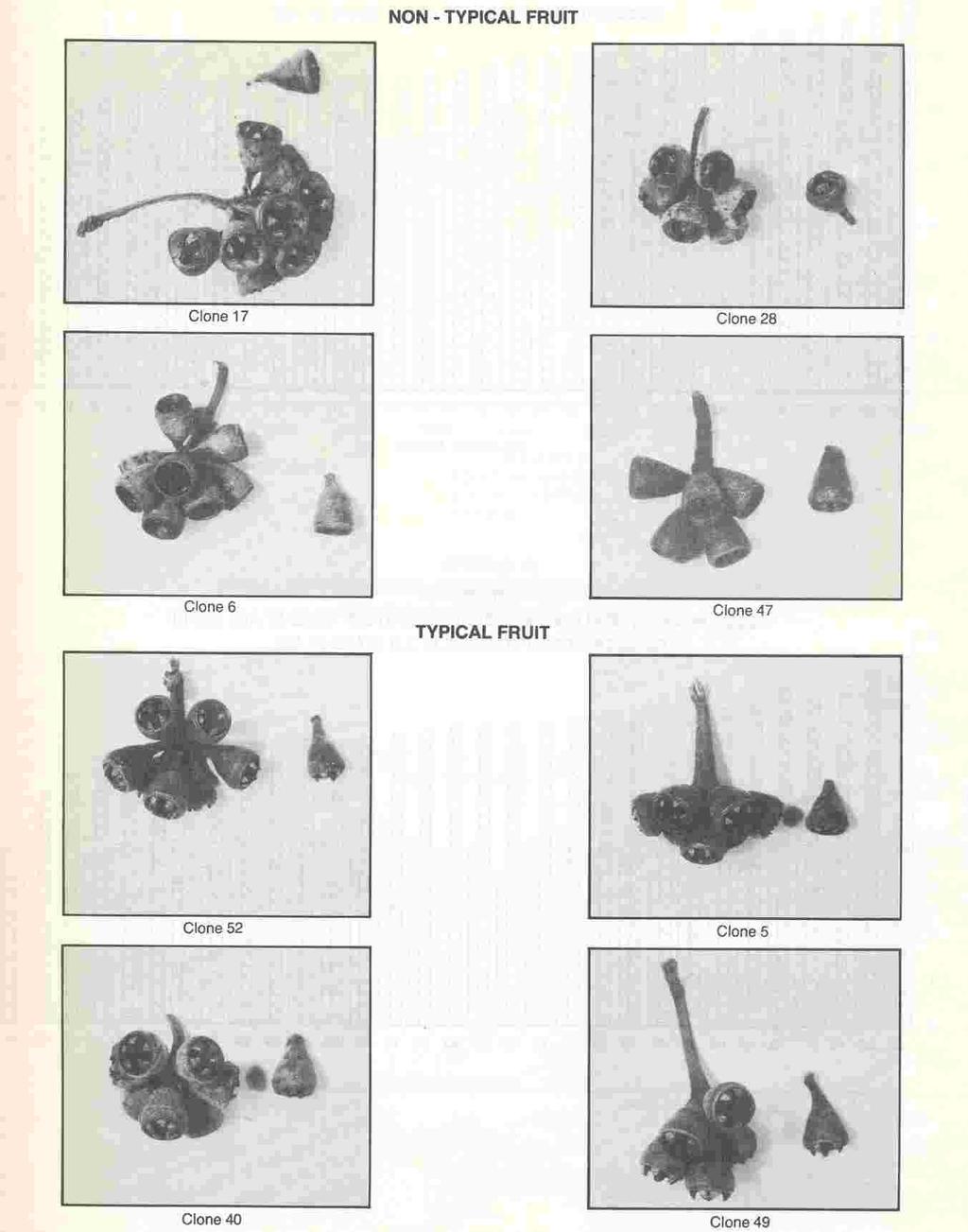 APPENDIX II Photographs of typical and non-typical fruits of some clones from the