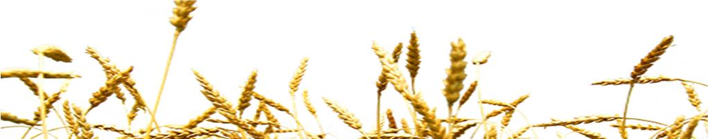 CONTENT 1. FOREIGN MARKET 3 1.1 Long-term prognosis of grain market till 2021 (FAO) 3 1.
