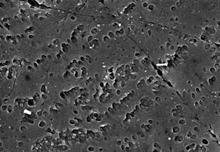 build-up and cleaning of PBRs? SEM: 6 x 4.2 µm SEM: 6 x 4.