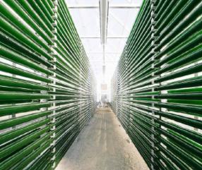 3 Tubular Photobioreactor Systems Glass and polymer systems share a few