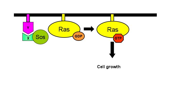 interactions a mutant Nub, unable to interact with Cub on its own, was fused to one protein and a Cub-reporter hybrid was fused to its prospective interaction partner (Fig.5).