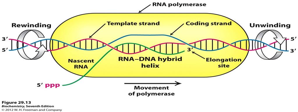 Synthesis of single stranded RNA from DNA The RNA polymerase is DNA-dependent RNA polymerase, since it uses the information in the DNA to produce complementary sequence.