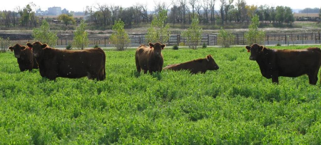 Cover crop grazing Photo