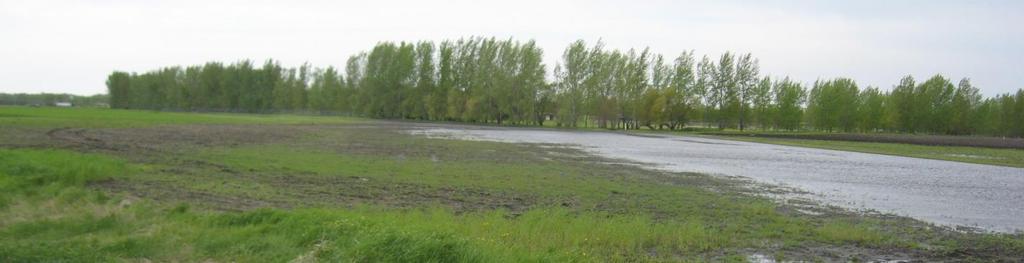 Can cover crops help bring flooded soils back into production?