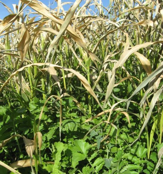 Methods: Cover Crops for Wet Soils Treatments: 1. Cover crop mix 2.