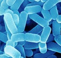Lactobacillus Lactobacillus in soil performs the same function as Lactobacillus in the human intestines